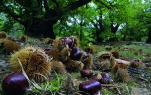 🥾 Randonnée :Collobrieres Plateau Lambert
